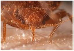 eco defense bed bug killer