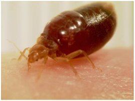 eco defense bed bug killer