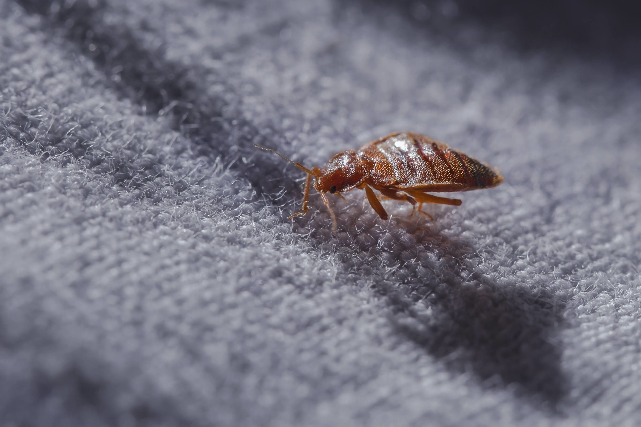 The Evolving Problem of Pests in Assisted Living Communities